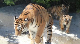Bakı Zooloji Parkında Amur pələngi balaları dünyaya gəlib - FOTOLAR 