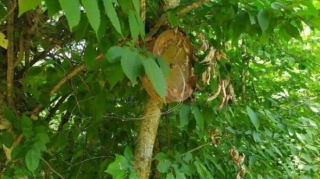 Ermənilər ağacı da minalayıblar - FOTO