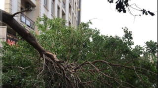 Bakıda qırılan ağac piyadaların yolunu kəsdi - FOTO 