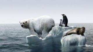 Арктика начала теплеть на 80 лет быстрее