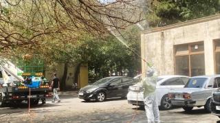 Bakıda tut ağaclarını qurd basıb, dərmanlama işləri aparılır 