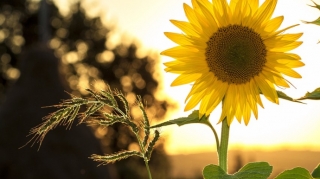 Sabah 32 dərəcə isti olacaq