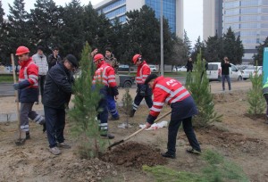 "Bakı Metropoliteni" QSC-də ağacəkmə kampaniyası 