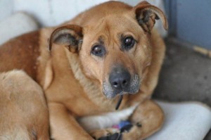 Yaşadığınız ərazidə sahibsiz itlər varsa, bu nömrəyə ZƏNG EDİN! - VİDEO