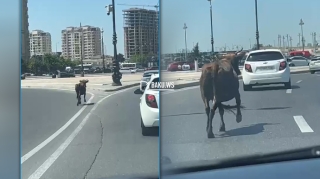 Bakıda inək prospekti bir-birinə qatdı - VİDEO 