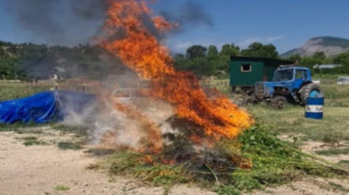 Zəngilanda narkotik tərkibli bitkilər aşkar edilib