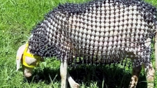 Qoyunları canavarlardan qoruyan kostyum hazırladılar 