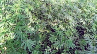 Ağstafada və Goranboyda 7 tona yaxın narkotik məhv edilib 