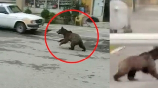 Yaşayış yerlərində vəhşi heyvanlar niyə artıb? - AÇIQLAMA 