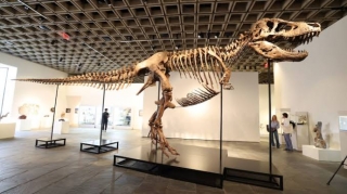 Dinozavr skeleti rekord qiymətə satıldı 