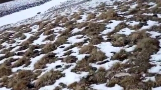 Erməni təxribatı bitmək bilmir: Qar əridikcə ölüm tələləri üzə çıxır  - VİDEO