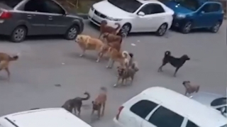 Masazırdakı sahibsiz itlərlə bağlı - Rəsmi açıqlama 