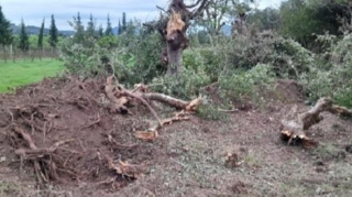 Tovuzda ağaclarının qırılması ilə bağlı araşdırma aparılır 