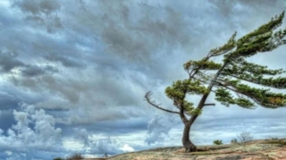 Объявлен желтый уровень погодной опасности в связи с ветреной погодой 
