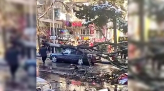 В Баку на Mercedes свалилось высохшее дерево, на дороге образовалась пробка - ВИДЕО 