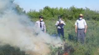 Ağsuda 1 ton çətənə kolu yandırılıb - FOTO 