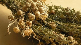 Nazirlikdən üzərlik bitkisi ilə bağlı XƏBƏRDARLIQ 