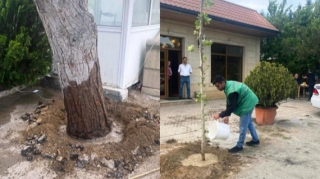 Buzovna-Maştağa yolundakı ağaclar məhv edilib? - AÇIQLAMA + FOTO 