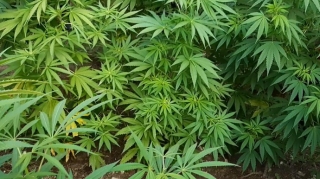 Kür çayının sahilində çətənə bitkiləri yetişdirən şəxs tutulub  - FOTO