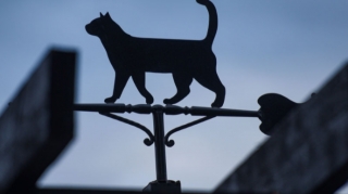 ÜST-dən yeni COVID bəyanatı: insana yoluxduranı axtarırdılar, heyvana yoluxduranı tapdılar 