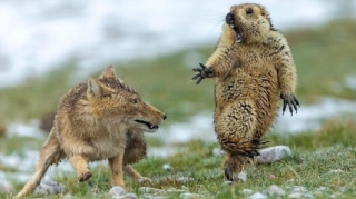 Təbiətin ən gülməli anları - FOTOLAR 