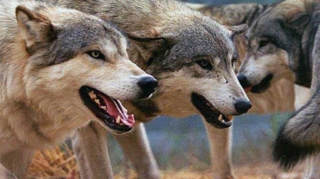 İmişlidə canavarlar kəndə hücum ediblər - VİDEO 