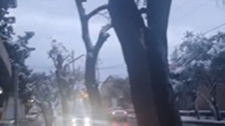 Maştağada ağaclar məhv edilir -  Cinayət işi başlanıldı - VİDEO (YENİLƏNİB) 