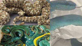 Aeroportda DƏHŞƏTLİ anlar:  Sərnişinin çamadanından 47 zəhərli ilan çıxdı  - FOTO