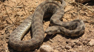 Naftalanda 4 yaşlı qızı ilan sancıb