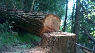 Bakı və Sumqayıtda yaşıllıqların qanunsuz kəsilməsi faktları aşkar olunub 