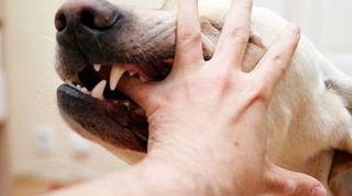 Gədəbəy sakini küçə itlərinin hücumuna məruz qalıb   