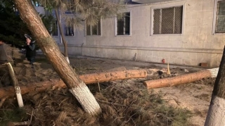 Sumqayıtda ağacları kəsən şəxs böyük məbləğdə cəzalandırıldı   - VİDEO - FOTO