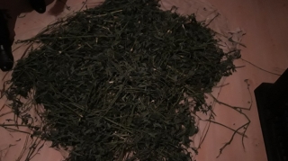 Zaqatala sakinlərindən 10 kq narkotik götürülüb  - FOTO