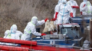 Çində quş qripi insana yoluxub