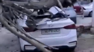В Баку сильный ветер повалил дерево на автомобили  - ВИДЕО