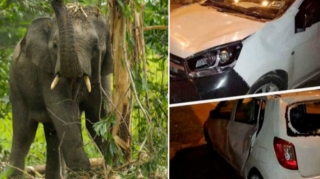 В Малайзии слоны затоптали машину, сбившую слоненка 