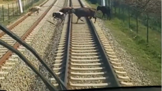 Qatar yoluna çıxıb qəzaya səbəb olan mal-qaranən sayı AÇIQLANIB 