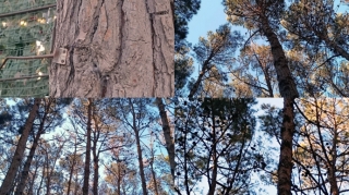 Abşeronda ağacların quruması ilə bağlı araşdırma aparılıb - AÇIQLAMA 