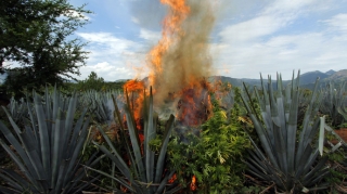 Xaçmazda 1 tondan artıq çətənə kolu məhv edilib