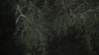 Şəmkirdə 45 kq çətənə kolu aşkarlanıb 