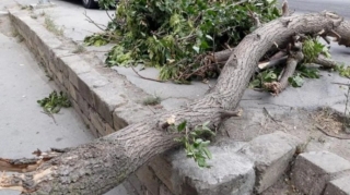 Bakıda güclü külək səbəbindən 34 ağac aşdı 