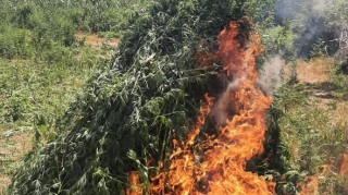 Bərdə və Tərtərdə 5 tondan çox narkotik tərkibli bitkilər aşkarlandı  - FOTO