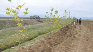 Qarabağ və Şərqi Zəngəzurda nə qədər ağac əkilib? - FOTO 
