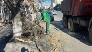Güclü küləklə əlaqədar Bakda 8 ağac sınıb - FOTOLAR 