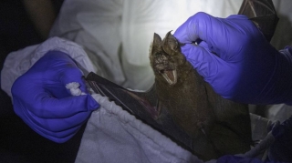 Alimlər koronavirusun daha qədim mənşəyini tapıblar