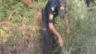 Ağdaşda narkotiklərin qanunsuz dövriyyəsinə görə 8 nəfər saxlanılıb   - FOTO