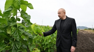 Prezident Daşbulaqda tut bağında - FOTO