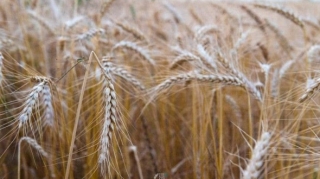 Azərbaycanda buğda əkini tələbatı niyə ödəmir? - VİDEO 