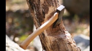 Oğuzda ağacların kəsilməsi ilə bağlı araşdırmalar başlayıb