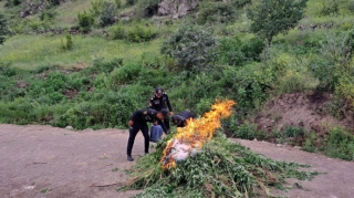 Laçında 1 tona yaxın çətənə bitkisi məhv edildi - FOTO